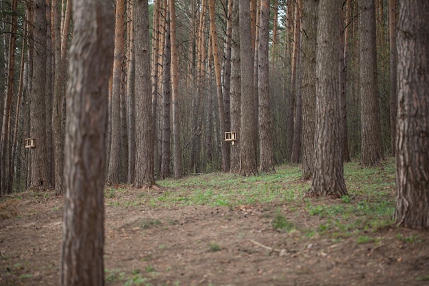 Fondo de un bosque de coníferas largo