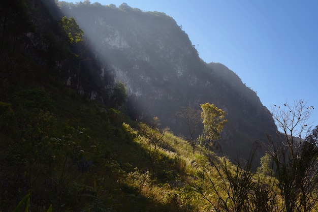 Fondo del bosque y de la montaña de la luz de la mañana natural.