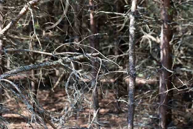 Fondo de bosque oscuro hecho de ramas secas