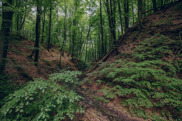 Fondo de bosque oscuro místico profundo con muchos árboles