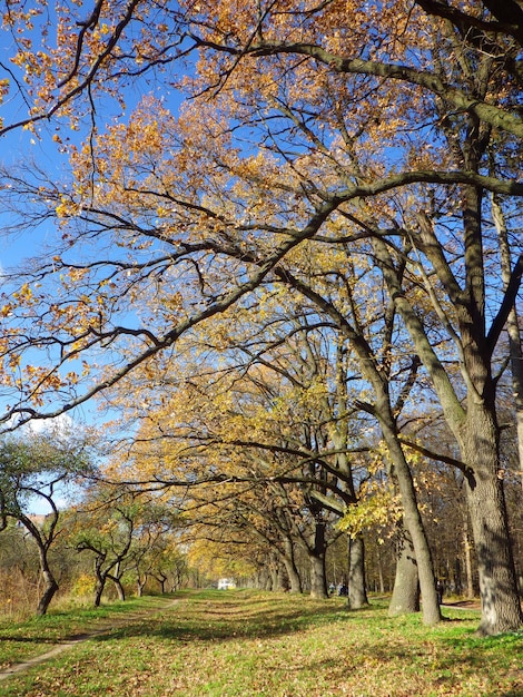 Fondo de bosque otoñal en un día soleado