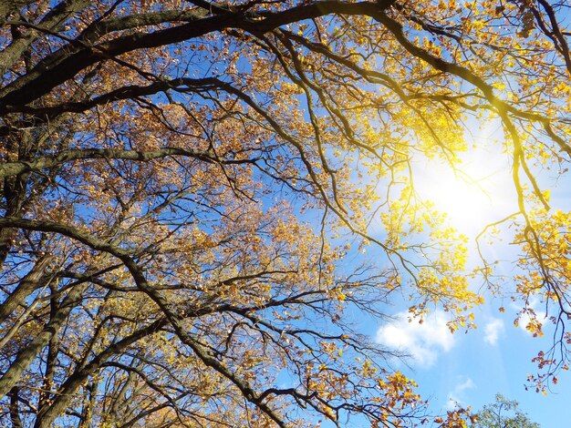 Fondo de bosque otoñal en un día soleado