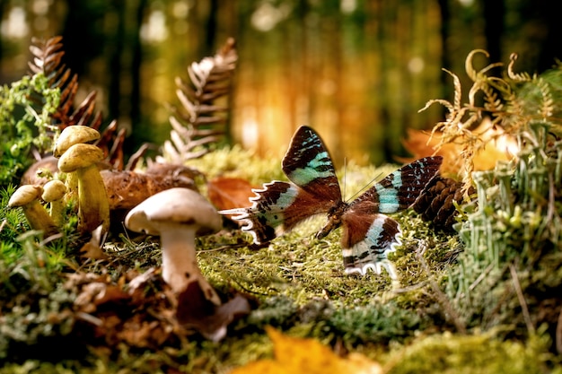 Fondo de bosque de otoño mágico de ambiente de cuento de hadas. Mariposa tropical hermosa grande en hojas de otoño y musgo, setas alrededor.