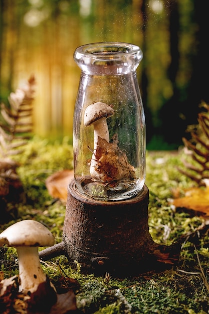 Fondo de bosque de otoño mágico de ambiente de cuento de hadas. Soporte de setas en botella de vidrio sobre tocón de madera con hojas de otoño, musgo, setas silvestres alrededor. Concepto de vida ecológica segura