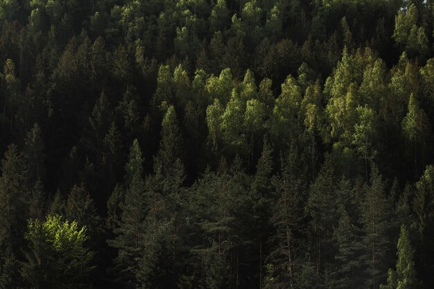 Fondo de bosque de pinos en las montañas. Yaremche, Transcarpatia