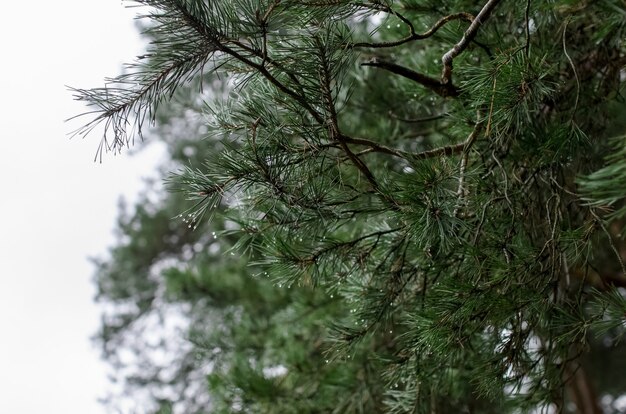 Fondo de bosque de pinos. Primer plano de las ramas de los árboles, con gotas de nieve derretida