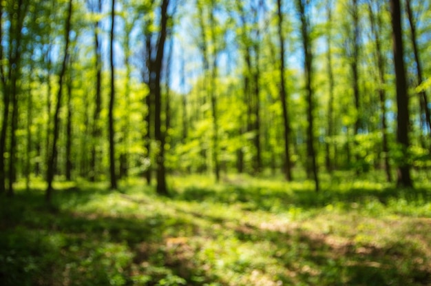 Foto fondo de bosque de primavera fuera de foco