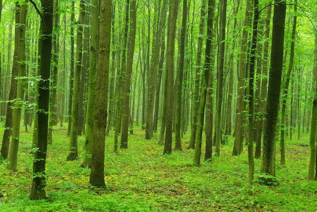 Fondo de bosque verde en día soleado