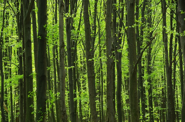 Fondo de bosque verde en un día soleado