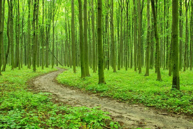 Fondo de bosque verde en un día soleado