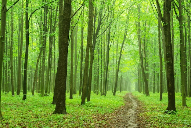 Fondo de bosque verde en día soleado