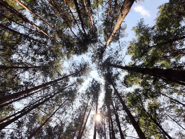 Fondo de bosque verde naturaleza y rayos de sol