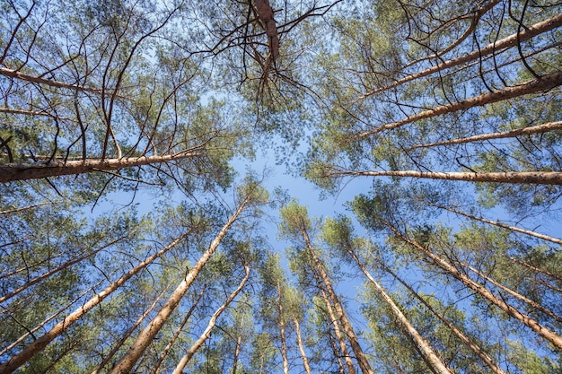 Fondo de bosque verde