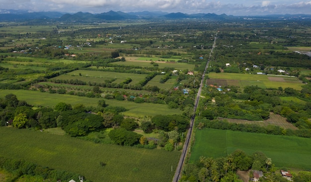 Fondo de bosque de vista superior, árbol grande