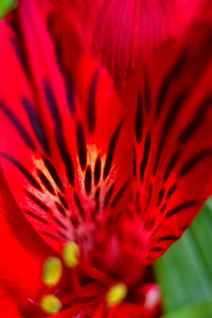 Fondo de botánica floral con macro de pétalos de flor de Alstroemeria