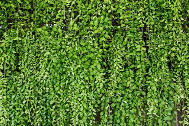 Fondo de botánica de planta verde