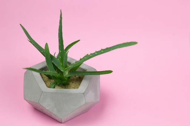 Fondo brillante de olla de hormigón suculenta Aloe vera