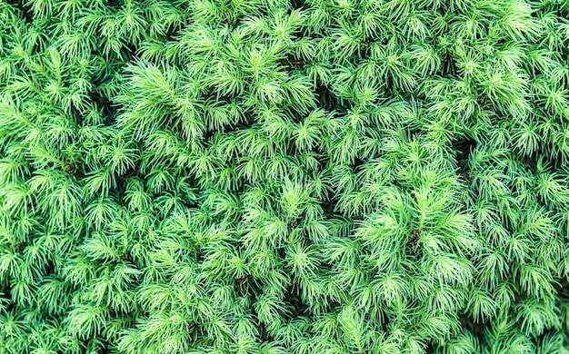 Fondo de brotes de abeto canadiense Conica en primavera Árbol de hoja perenne conífero decorativo