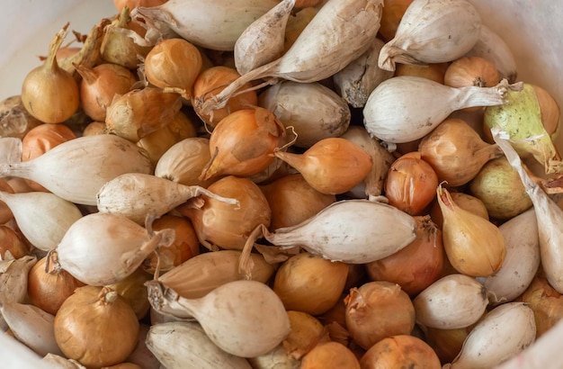 Fondo de bulbos dorados y blancos preparados para plantar en el suelo