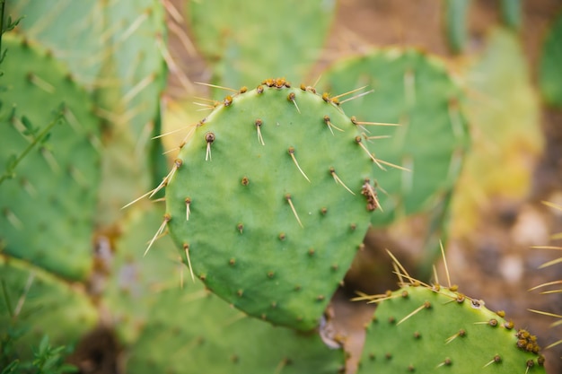 Fondo de un cactus plano verde Hojas espinosas La textura de una planta exótica