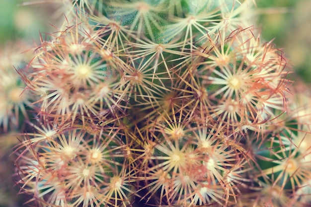 Fondo de cactus verde espinoso