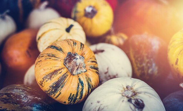 Fondo de calabaza calabaza de halloween