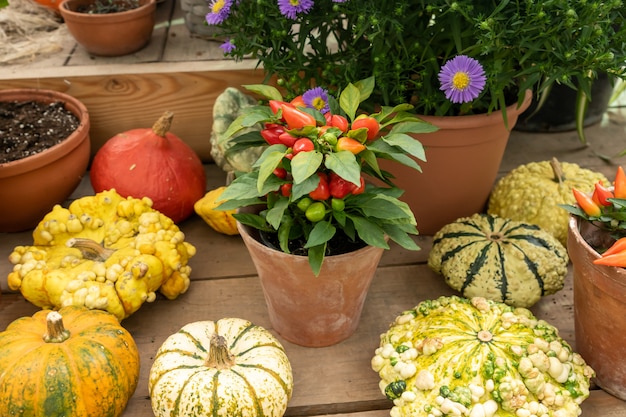 Fondo de calabaza de otoño Cerca de mini calabazas en el mercado de agricultores