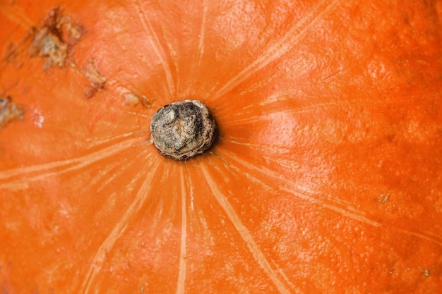 Foto fondo de calabaza vista superior