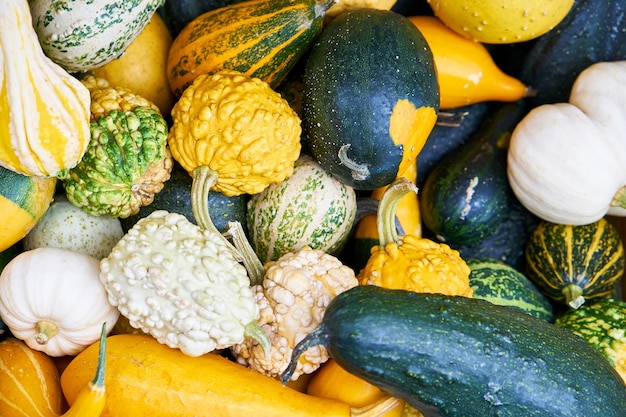 Fondo de calabazas pequeñas