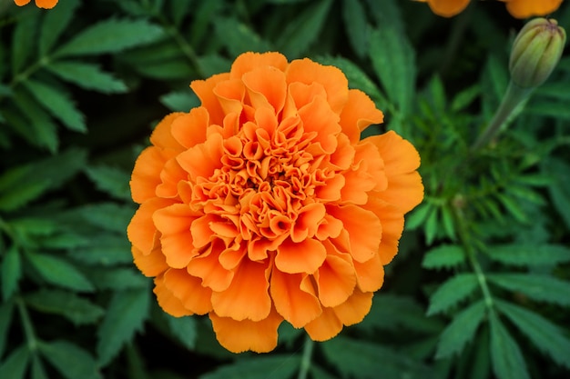 Foto fondo de caléndulas de flores tagetes, caléndula de oro de cerca