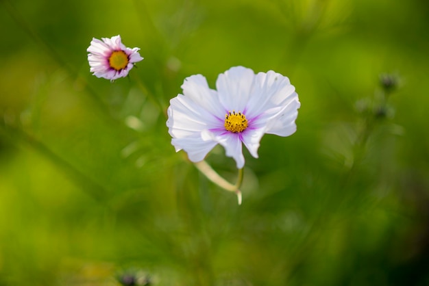 Fondo de cama de flores de verano de flores silvestres