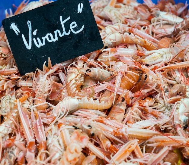 Fondo de camarones Camarones rosados vivos exhibidos en un mercado local de pescado francés Mariscos frescos