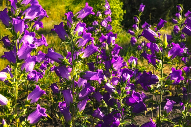 Fondo de campanillas de flores florecientes Flores púrpuras de verano en un día soleado