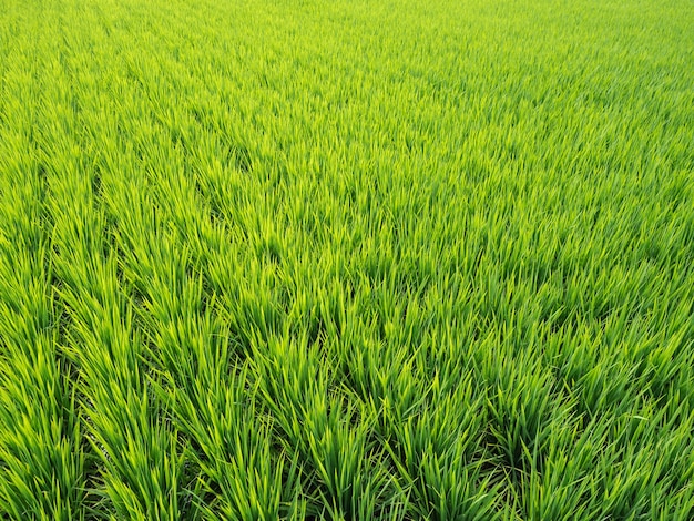 Fondo de campo de arroz amplio y verde