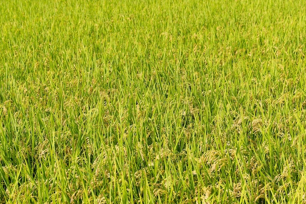 Fondo de campo de arroz paddy