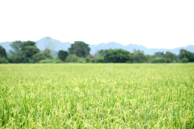 Fondo de campo de arroz verde cerrar hermosos campos de arroz amarillo enfoque suave