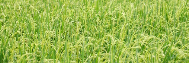 Fondo de campo de arroz verde cerrar hermosos campos de arroz amarillo enfoque suave