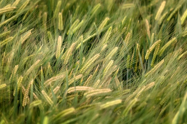 Fondo del campo de cebada