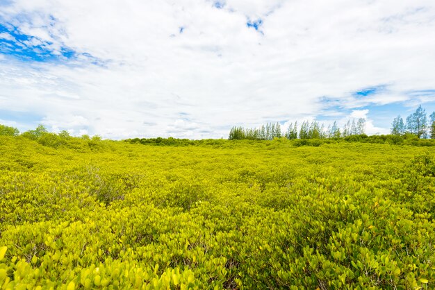 Fondo de campo de Ceriops Tagal verde en el bosque de manglar