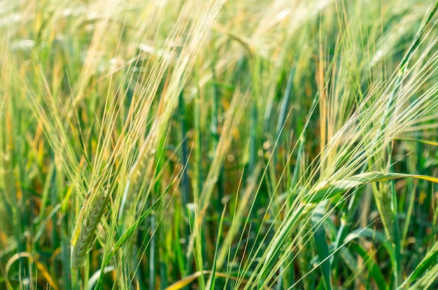 Fondo de campo de espigas maduras de pan