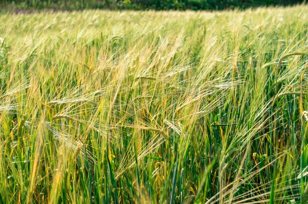 Fondo de campo de espigas maduras de pan