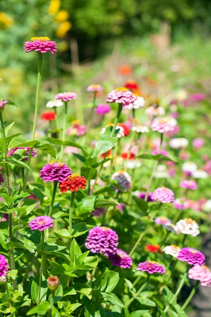 Fondo de campo floral en la primavera