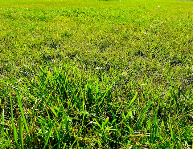 Foto fondo con campo de hierba verde y de cerca