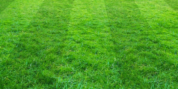 Fondo del campo de hierba verde para los deportes del fútbol y del fútbol. Fondo de textura de césped verde.