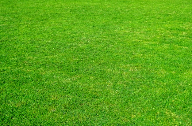 Fondo del campo de hierba verde. Patrón de la hierba verde y la textura. Césped verde para el fondo.