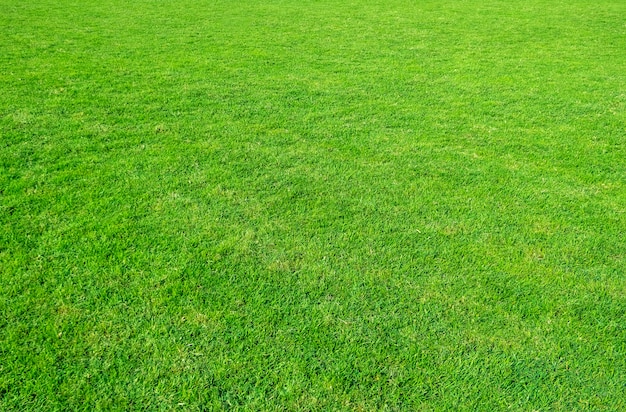 Fondo del campo de hierba verde. Patrón de la hierba verde y la textura. Césped verde para el fondo.