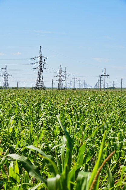 Fondo de campo de maíz de líneas eléctricas.