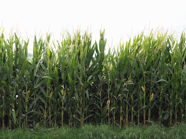 Fondo de campo de plantas de maíz