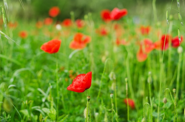 El fondo de un campo de verano de amapolas rojas en flor se cierra en un día ventoso. Vista superior de amapola roja.