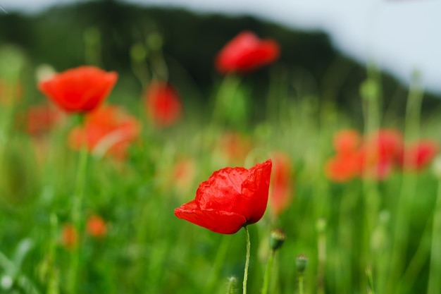 El fondo de un campo de verano de amapolas rojas en flor se cierra en un día ventoso. Vista superior de amapola roja.